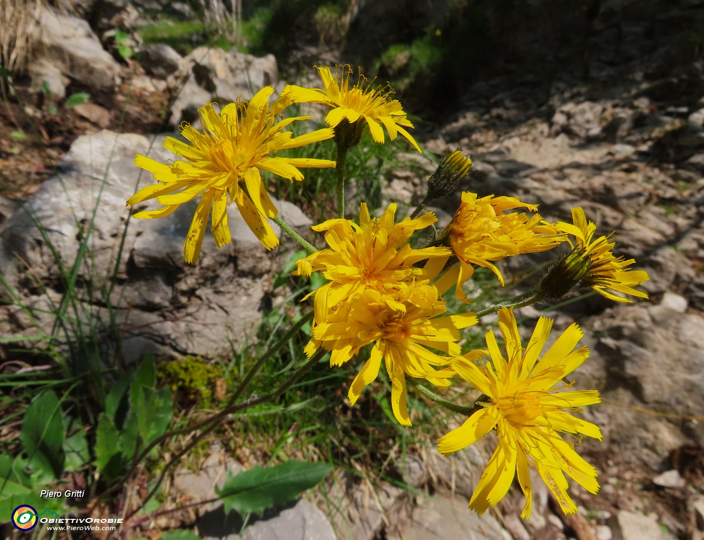 17 Bei fiori di Hieracium .JPG